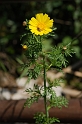 0266 Chrysanthemum coronaria